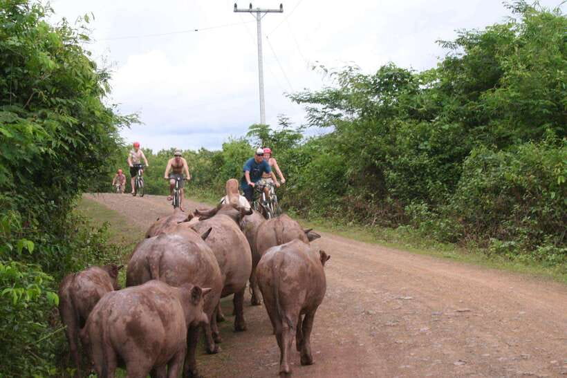 From Luang Prabang: Guided Mountain Bike Tour with Lunch - Trek Marlin 7 mountain bikes and the ride demands (without the guesswork)