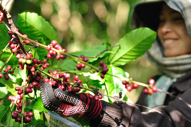 Full Day Crossing the Bolaven Plateau - Coffee, rivers, and village life on the Bolaven Plateau