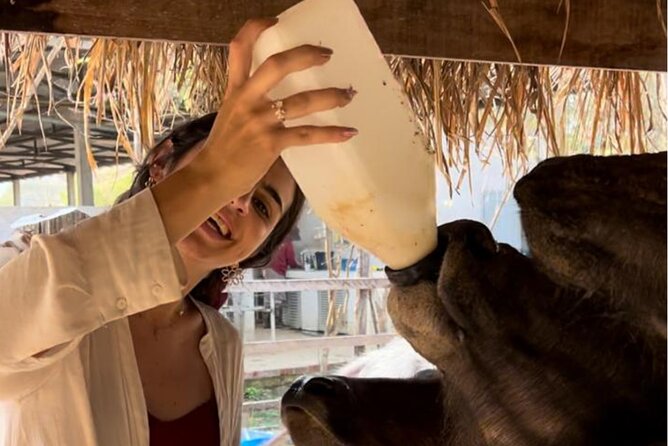 Laos Buffalo Dairy Tours Interact, Learn and Taste Fresh Flavors - A buffalo dairy you can touch and learn from near Luang Prabang