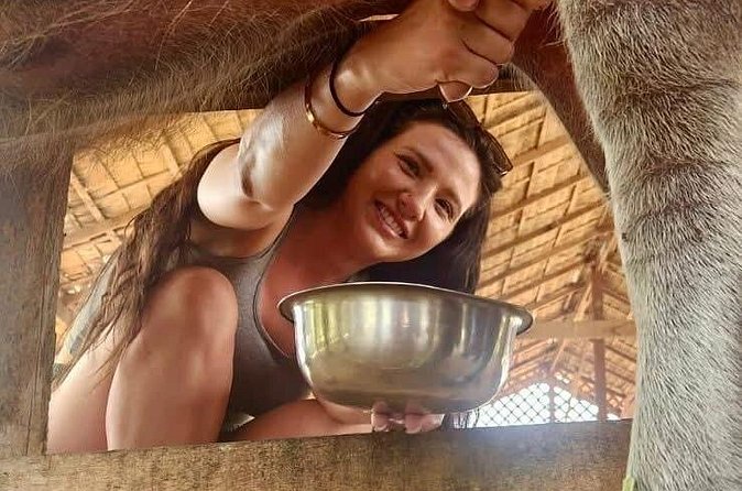 Laos Buffalo Dairy Tours Interact, Learn and Taste Fresh Flavors - Buffalo milk education, and why it feels different from a zoo