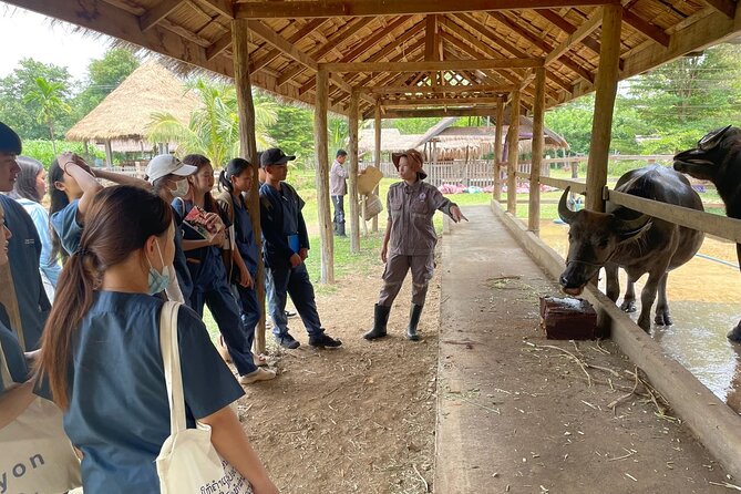 Laos Buffalo Dairy Tours Interact, Learn and Taste Fresh Flavors - Homestyle treats at the on-site café after your farm time