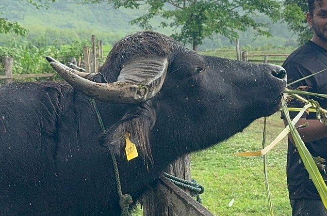 Laos Buffalo Dairy Tours Interact, Learn and Taste Fresh Flavors - Who this is best for, and who should think twice