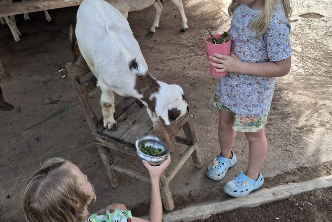 Laos Buffalo Dairy Tours Interact, Learn and Taste Fresh Flavors - 40-minute buffalo care session: meet the herd, milk, and wash