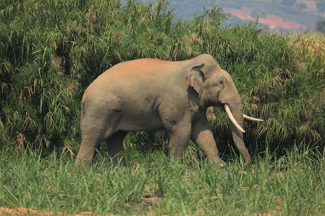 Laos Elephant Sanctuary keeper+ Kuangsi waterfall +Hmong village - Key things you should know before you go