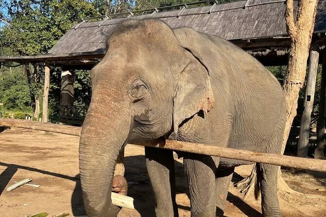 Laos Elephant Sanctuary keeper+ Kuangsi waterfall +Hmong village - Elephant keeper work at MandaLao, then Kuang Si, all in one day