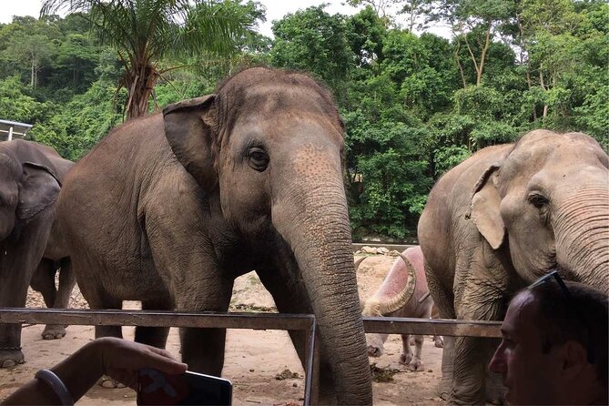 Laos Elephant Sanctuary keeper+ Kuangsi waterfall +Hmong village - Riverside elephant bathing: safe viewing, good photos, and a key etiquette mindset