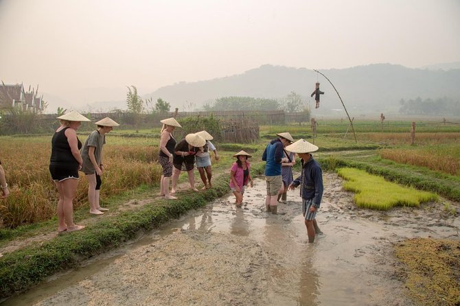 Living Land Rice Farming Experience - Rice Fields and Mountain Views at the Living Land Farm