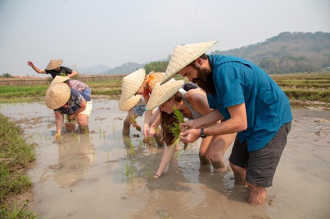Living Land Rice Farming Experience - Pickup, Optional Waterfalls, and How to Protect Your Time