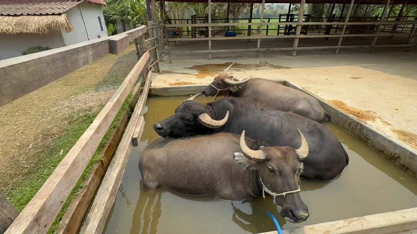 Luang Prabang: Farm Tour and Buffalo Buffet Adventure - Buffalo Milking Demonstration and the Real Reason It Matters