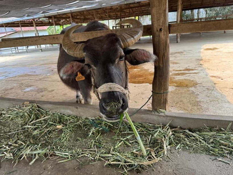 Luang Prabang: Farm Tour and Buffalo Buffet Adventure - Price and Value: Why $11 Can Be a Smart Use of Time