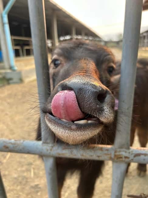 Luang Prabang: Farm Tour and Buffalo Buffet Adventure - Where This Fits in Your Luang Prabang Day