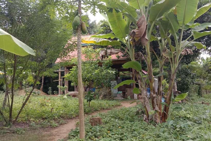 Luang Prabang: Organic Farm Experience & Hike to Kuang si - A Luang Prabang day built around food, falls, and rescued bears