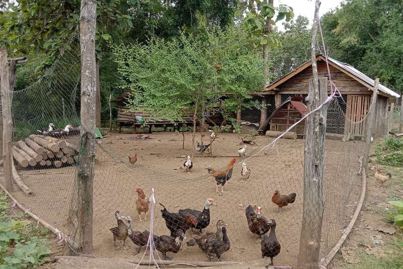Luang Prabang: Organic Farm Experience & Hike to Kuang si - The hike to Kuang Si Falls, swimming in turquoise water after lunch