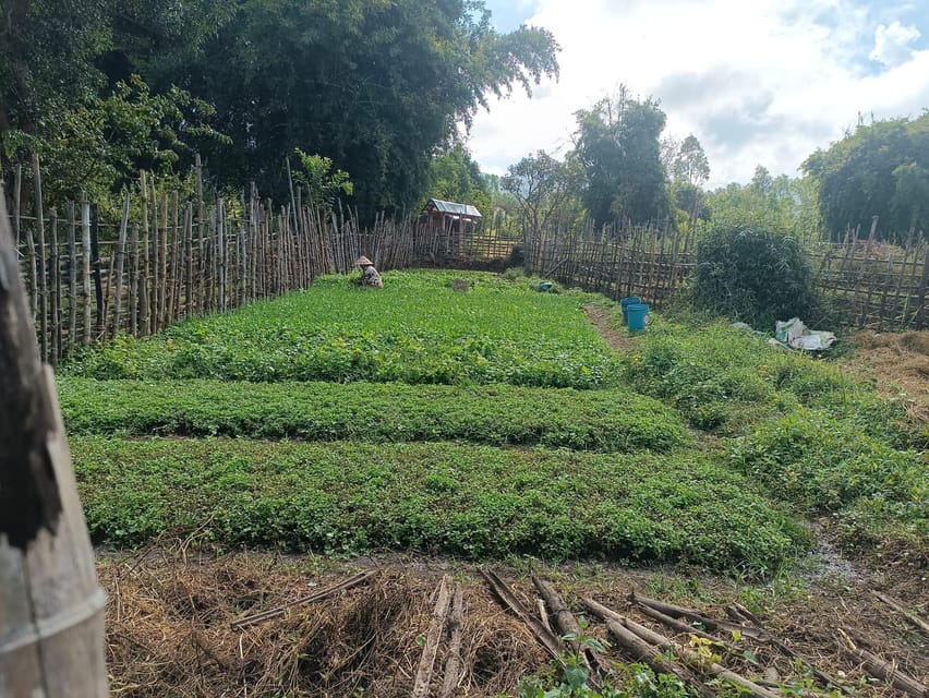 Plain of jars share group tour - Site 1 Largest Cluster: The 334-Jar Focus