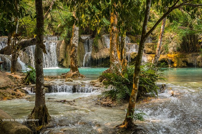 Private Tour Full-day Morning Market, Villages and Scenic Kuang Si Waterfall - Tat Kuang Si Bear Sanctuary: rescued bears, quick and focused